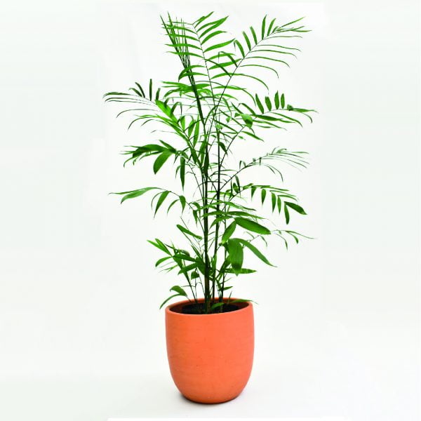 Palma Reina o bambú planta purificadora de aire 300x300 1