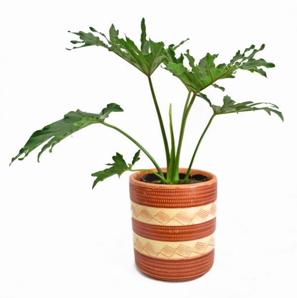 Planta Filodendro o Philodendron Selloum purificadora de aire scaled 1