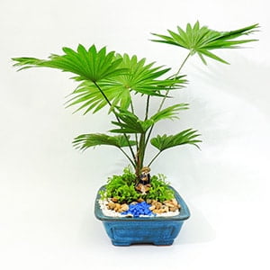 Bonsai palma califormiana 300x300 1