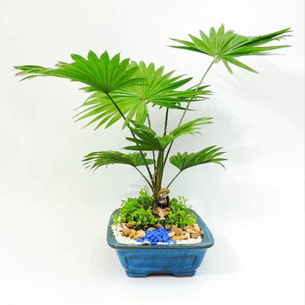 Bonsai palma califormiana 640x640 2
