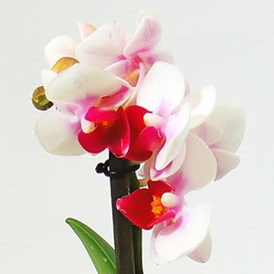 Orquidea mini blanca
